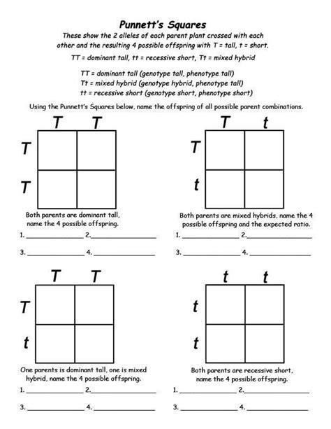 Answer Key Punnett Square Worksheet