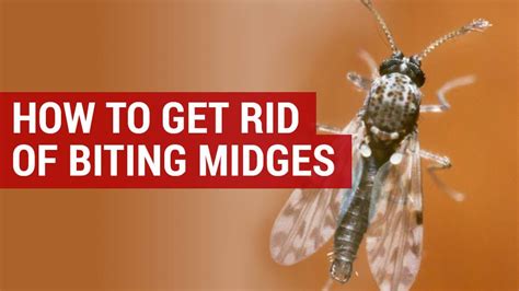 Getting Rid of Biting Midges | Expert Pest Control Guide | CityPests