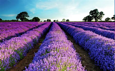 lavender, Field, Purple Flowers, Flowers, Landscape Wallpapers HD ...