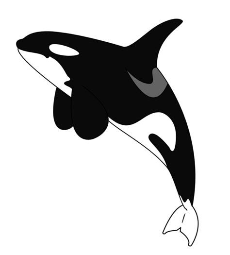 Killer whale orca die cut vinyl decal pv for windows vehicle clip art ...