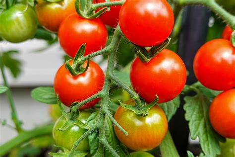 How to Get Rid of Whiteflies on Tomato Plants - Tropical House & Garden