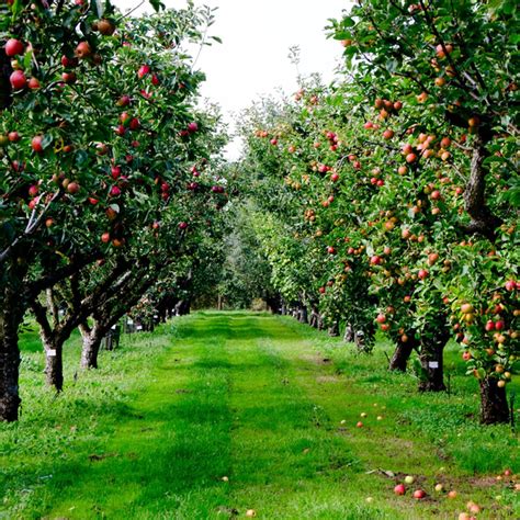 The Best Place to Go Apple Picking in Every State | Taste of Home