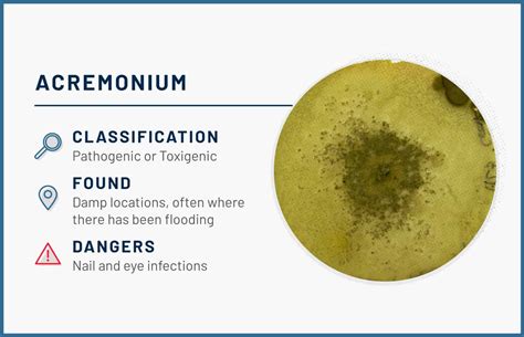 12 Common Types of Mold Found in the Home | ApartmentGuide.com