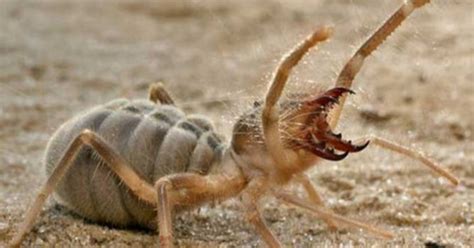 Arizona Man Finds A Scorpion/Spider Hybrid And I May Never Sleep Again ...