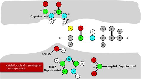 Serine Protease Mechanism - YouTube