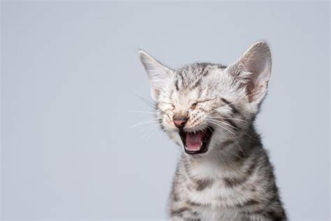 Kitten Teething: When Do Kittens Lose Their Baby Teeth?