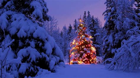 Festive Glow: A 4K Ultra HD Wallpaper of a Christmas Tree in the Evening