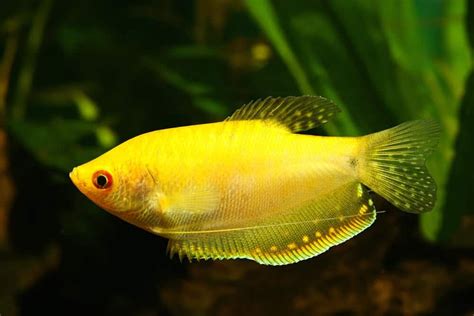 Will Honey Gourami Eat Shrimp? - Aquariumia