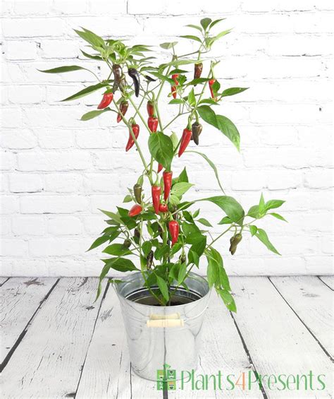 Purple Chilli Plant | Grow your own colourful chillies