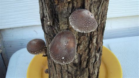 How To Grow Shiitake Mushrooms On Logs - YouTube