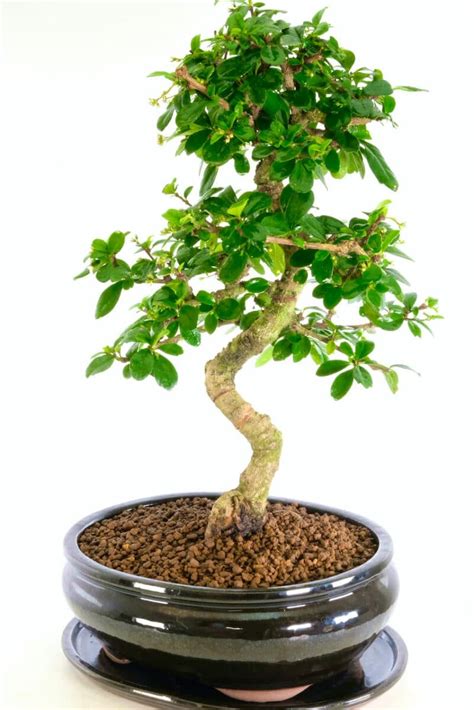 Powerful Large Indoor Tea Tree Bonsai with Green Glossy Foliage