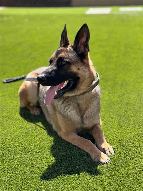 X- Rocco (Sold) - GSD X Malinois | Integrity K9 Services