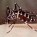 Asian Tiger Mosquito | Bite Symptoms & Information