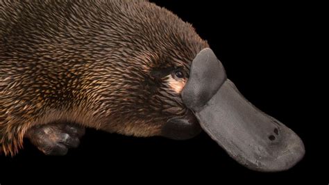 Platypus | National Geographic