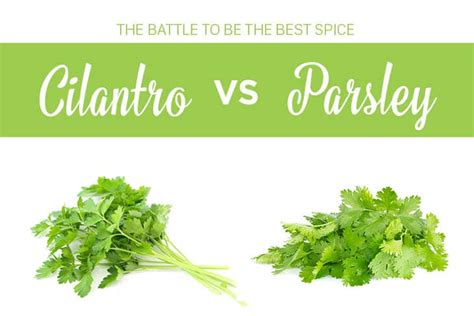 Cilantro Vs Parsley - Differences, Uses And How To Tell Them Apart