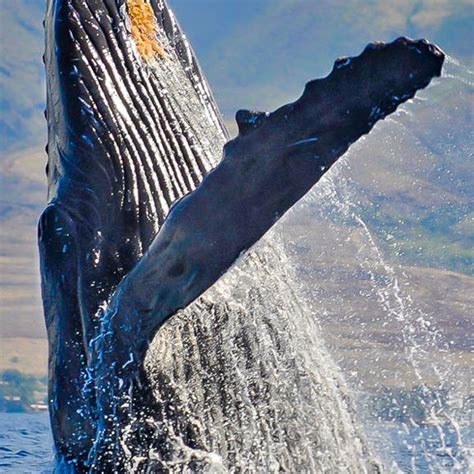 Maui's Best Spot for Whale Watching - Outrigger Hotels & Resorts