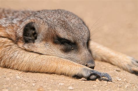 Meerkats and Perinatal Mental Health: What is the one thing I do when ...