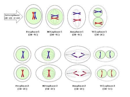 Anaphase in Mitosis & Meiosis | Definition & Characteristics - Video ...