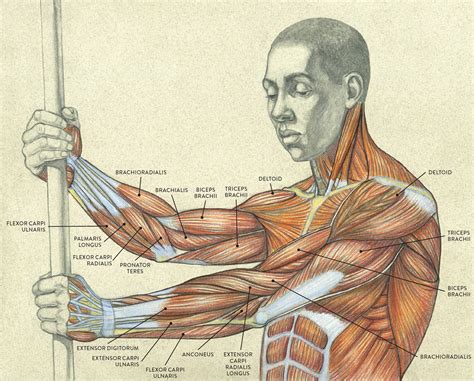 Diagram Of The Muscles Of The Arm