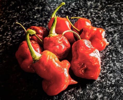 The Hottest Peppers In The World (Updated for 2024)