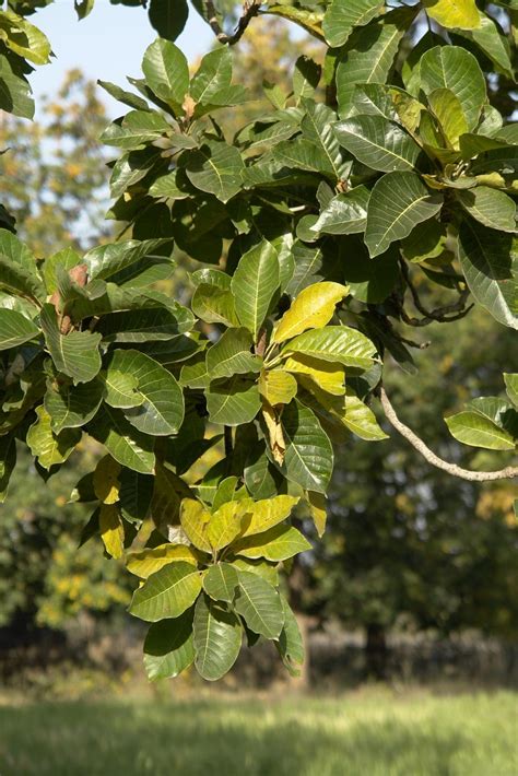 Mahua (Madhuca longifolia) | Feedipedia