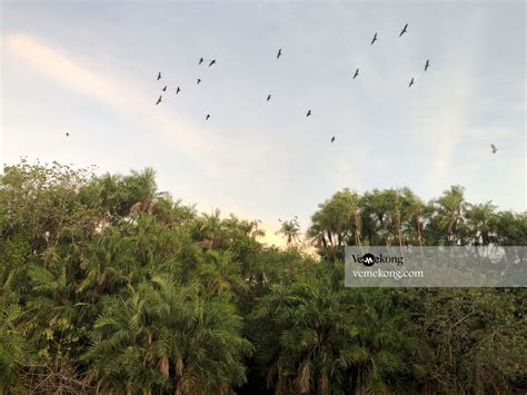 Bac Lieu Bird Sanctuary – Where to Watch Bird in Mekong Delta