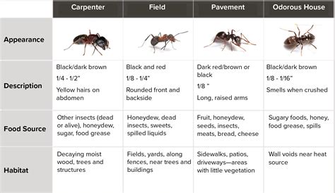 Top 4 Common Ant Species You Might See This Summer