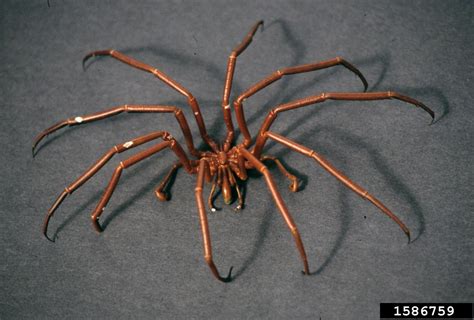 sea spiders (class Pycnogonida) (Class Pycnogonida)