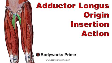 Adductor Longus Anatomy: Origin, Insertion & Action - YouTube