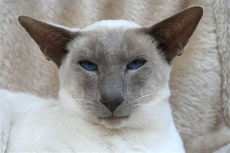 250+ Superb Siamese Cat Names | The Dog People by Rover.com