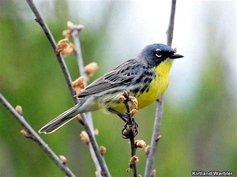 Top 15 Birds of Michigan | State Bird of Michigan | BioExplorer