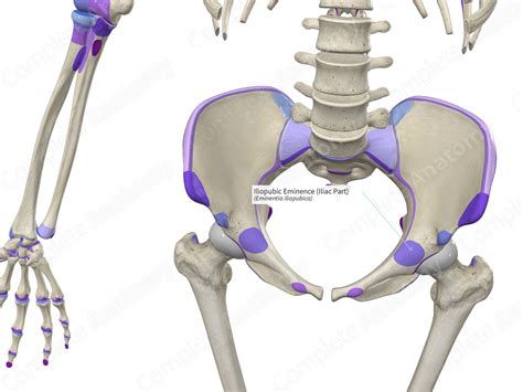 Iliopubic Eminence (Iliac Part) | Complete Anatomy