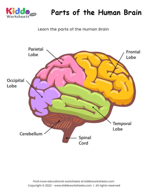 Free Printable Parts of the Human Brain Worksheet - kiddoworksheets