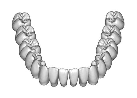 How To Draw Teeth Anatomy at How To Draw