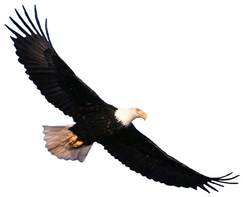 Eagle PNG image, free download transparent image download, size: 1024x832px