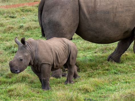 'We're in AWWW': Rare Baby White Rhino Born at Drive-Through Safari ...