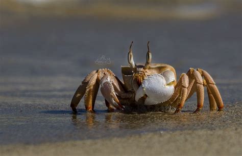 Red Sea Horned Ghost Crab *** Marsa Alam, Red Sea, Egypt. Find on ...