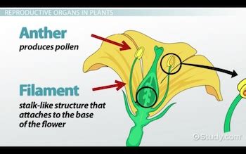 What Is The Importance Of Stamen In Flower | Best Flower Site