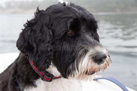 Closeup of a Black and White Portuguese Water Dog Wearing a Red Collar ...