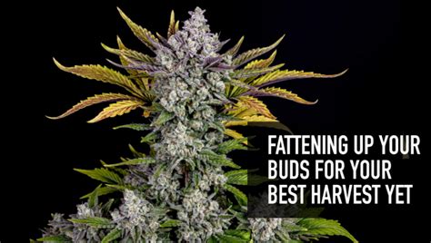 Fattening Up Your Buds For Your Best Harvest Yet | Fast Buds