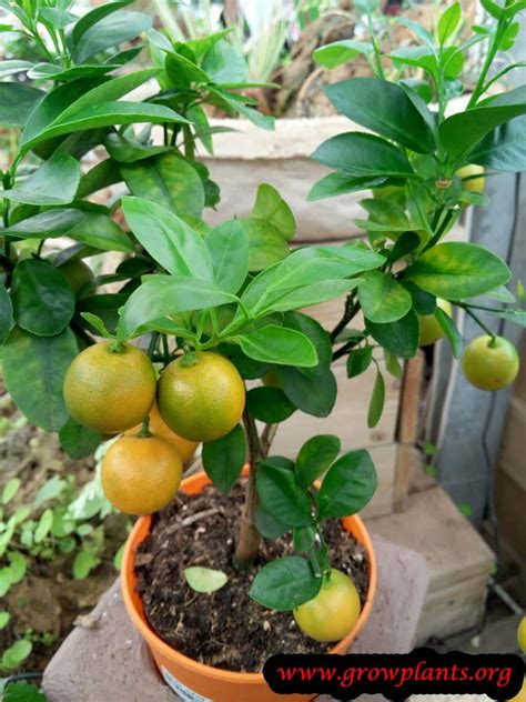 Calamansi tree - How to grow & care