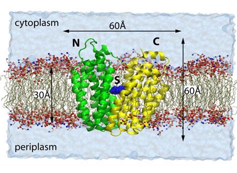 Substrate Transport in Lactose Permease