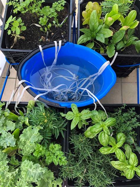 15 Different DIY Irrigation Systems To Suit Every Plant