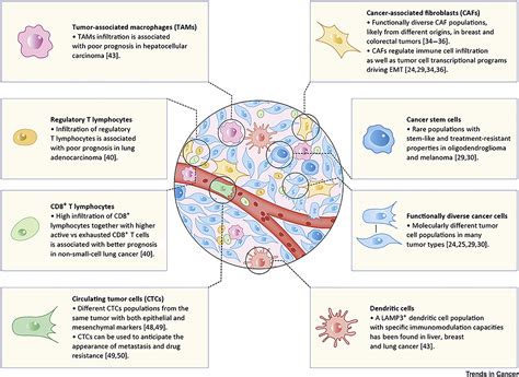 Tumor Functional Heterogeneity Unraveled by scRNA-seq Technologies ...