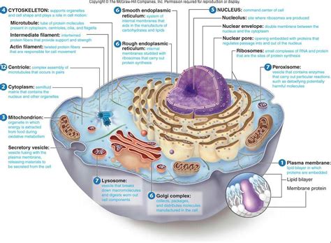 Useful Notes on the Four Kinds of Lysosomes | Biology