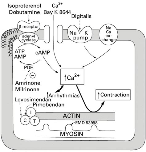 Site of action of various inotropic agents. Most of the conventional ...