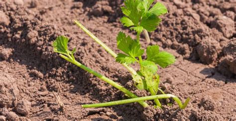 What is Celery? How to Plant, Grow, and Harvest Celery - Gardeners ...