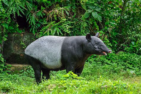 The Five Species Of Tapirs Living In The World Today - WorldAtlas.com