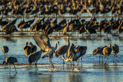 The Best Places to See Nebraska's Sandhill Crane Migration