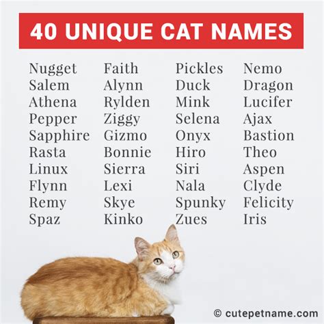 Unique Pet Names That Make Your Fur Babies Even More Special - Cute Pet ...